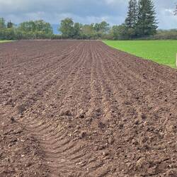 Very rich soil that had recently been ploughed - the green we think is a type of food for the cows