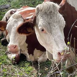 The cows here are so big and cute and clean
