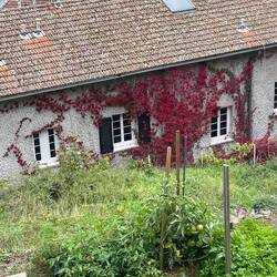 Autumn colours appearing