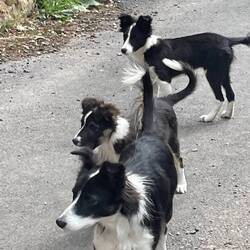 Local dogs came to greet us