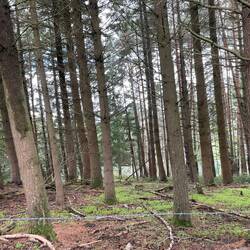 We walked through a beautiful pine forest
