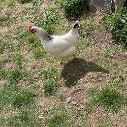 Local chooks scattered