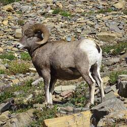 The impressive Bighorn Ram