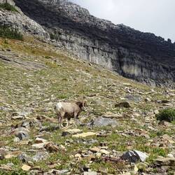 The Bighorn in his environment