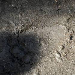 A grizzly footprint / der Fußabdruck eines Grizzlys