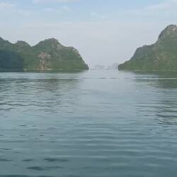 Swarms of fish jumping at once