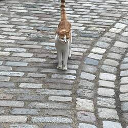 Local feline came to say hello