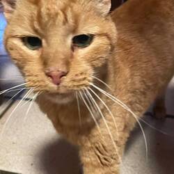 The resident cat was very friendly