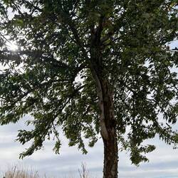 Almond trees = free snacks!
