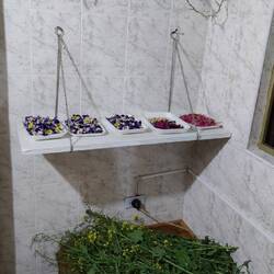 Die Blüten zum Trocknen