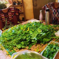 Kohlblätter und Blüten zupfen