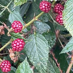 The wild raspberries