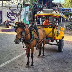 Fortbewegungsmittel 😔 die armen Tiere..