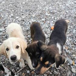 Nein. Ich will keinen Welpen.