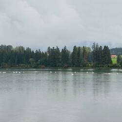 Wortwörtlicher Schwanensee