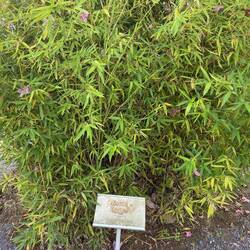 En af de planter i haven, som bliver brugt til papir