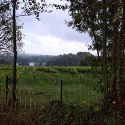 Weinberg mit Krummsee im Hintergrund