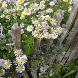 Lieblingsmotiv mit Zaun