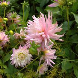 Was sagte ich? Lieblingsmotiv!