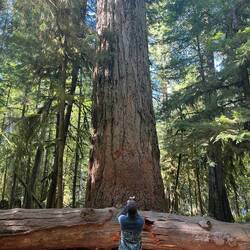 MacMillan Provincial Park, 800 Jahre alte Magnolie
