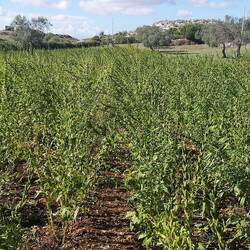 Sesam in Elenas Garten