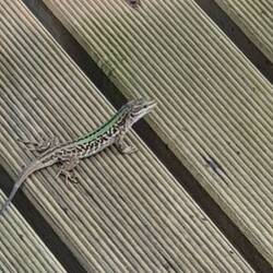 Kleiner Gast auf unserer Terrasse