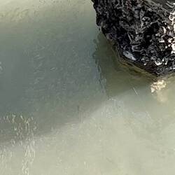 Brett captured 2 lion fish in this shot