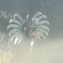 Lion fish, Brax spotted off the jetty, there was 3!