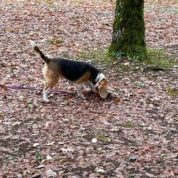 In action sniffing out truffles
