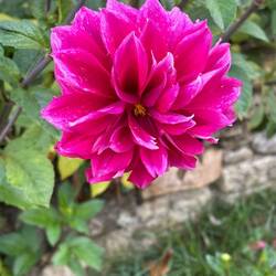 Beautiful Dahlia