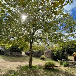 A beautiful oak tree