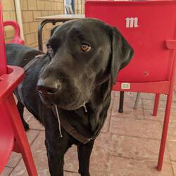 Hornillos hungry pup Ringo😍