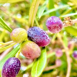 Ripening olives