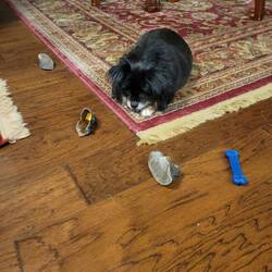 Romy guarding her chewies