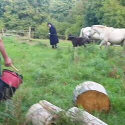 Sophie et ses chevaux