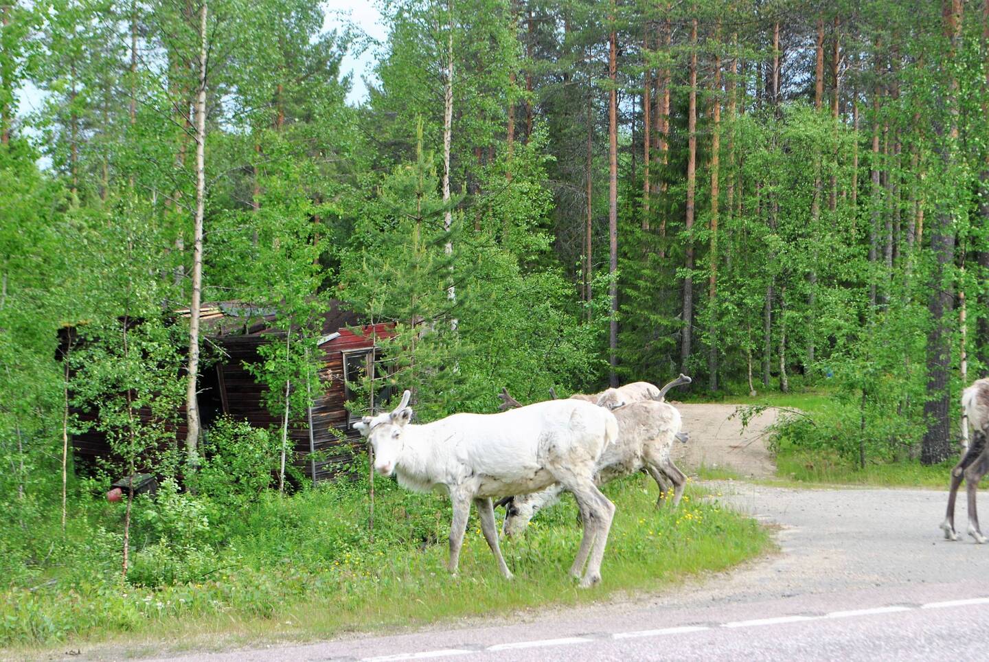 Auf dem Weg zum Nikolausdorf