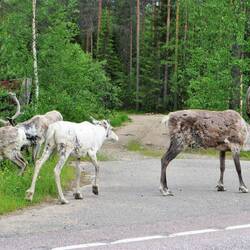 Immer wieder laufen Rentiere über die Straße