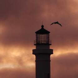 Vais-je gagner un prix pour ce pélicant que j'ai attrapé au vol ?