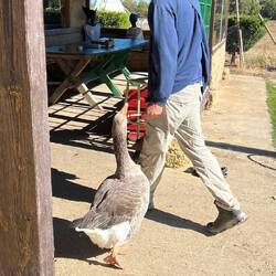 James and the goose (bugger bit me on the way out!)
