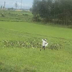A man "herding" ducks