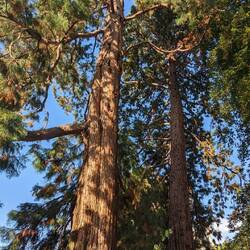 Redwoods in Germany! The water heats the soil enough to sustain warm weather plants.