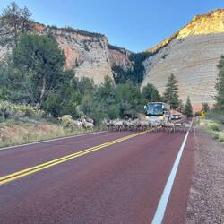 Bighorn-Schafe