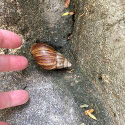 Really big snails in the pathway