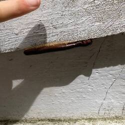 Really big millipede