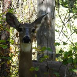 Deer as we were coming down