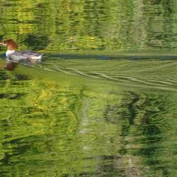 Duck on Hungry Horse Reservoir