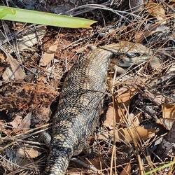 Tiere, die wir getroffen haben
