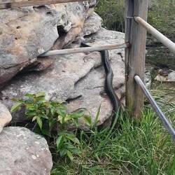 Unsere zweite Begegnung mit dieser riesen Schlange