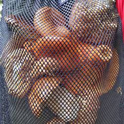 Ivan nimmt Pilze mit. Steinpile, Reizker, Krause Glucke und Butterpilz