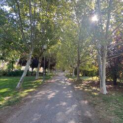 Morning sun through the trees